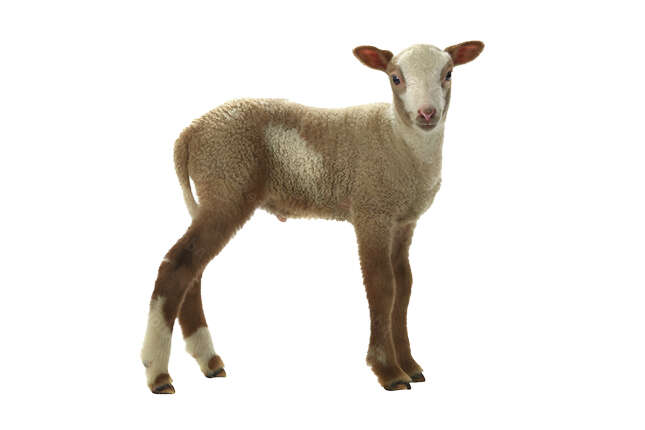 schaf einstieg blattin schaf einstieg blattin